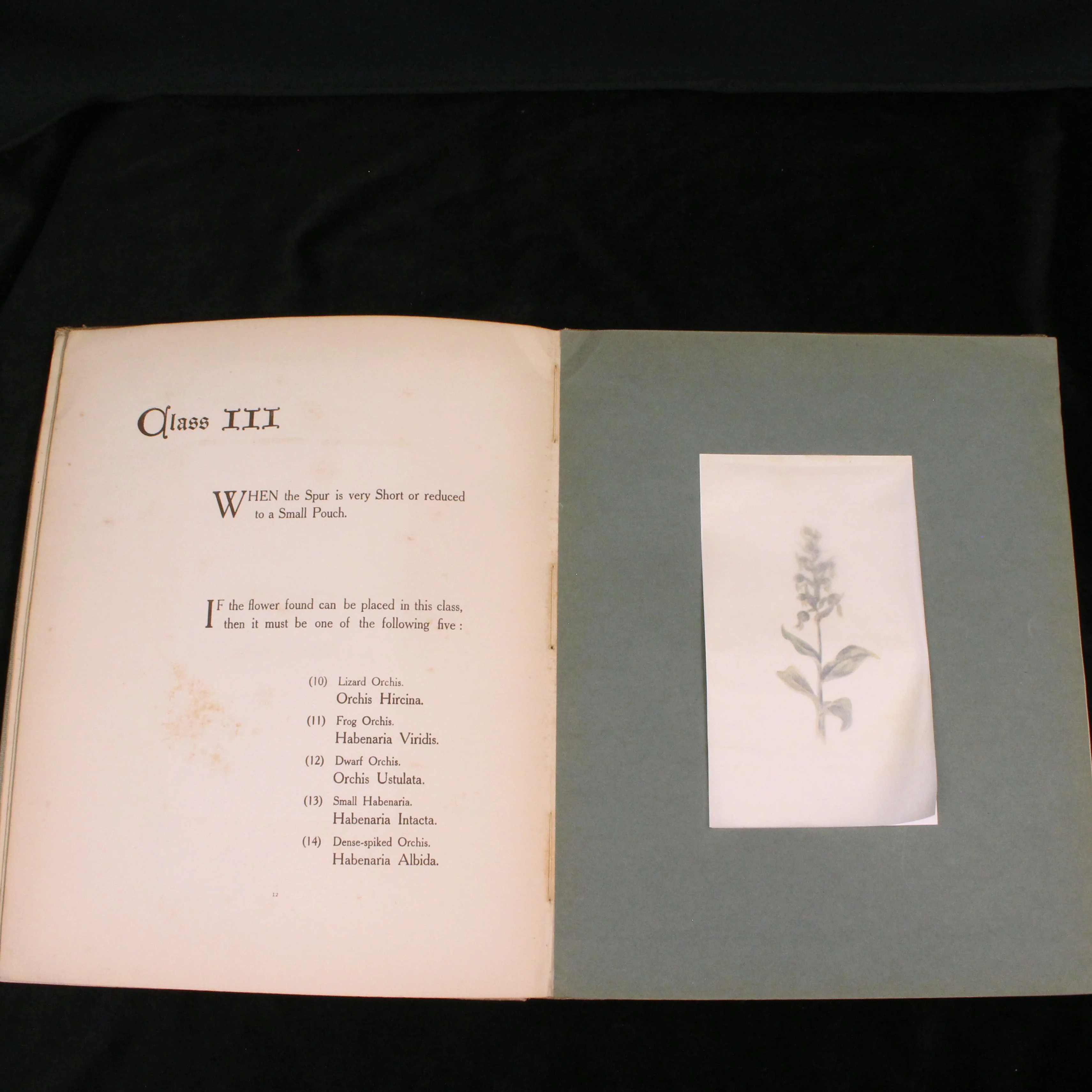 British Orchids: How to Tell One from Another - Image 3