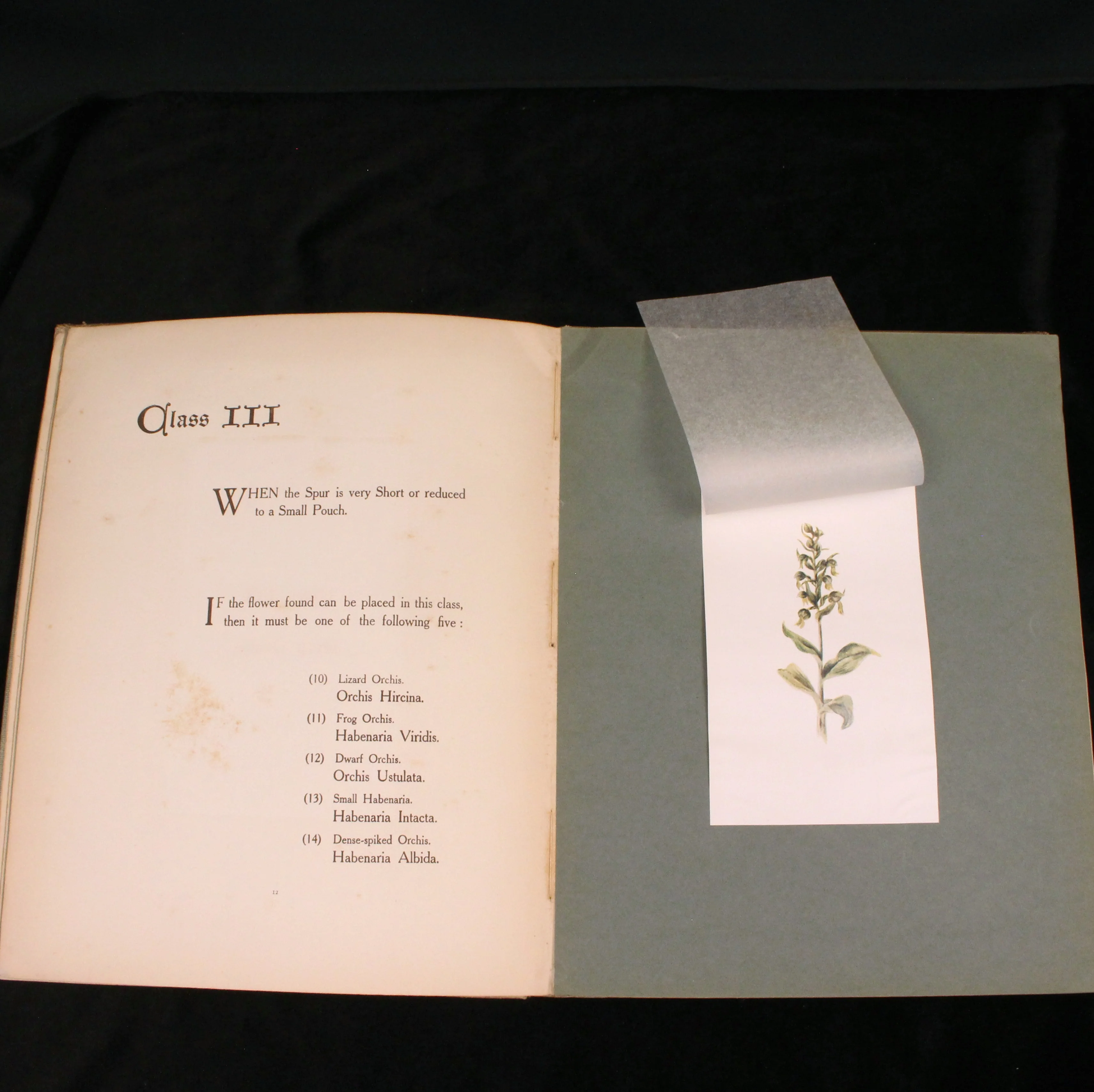 British Orchids: How to Tell One from Another - Image 4