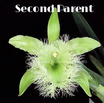 Cattleya (Snowblind x walkeriana)  x Brassavola digbyana - Image 3