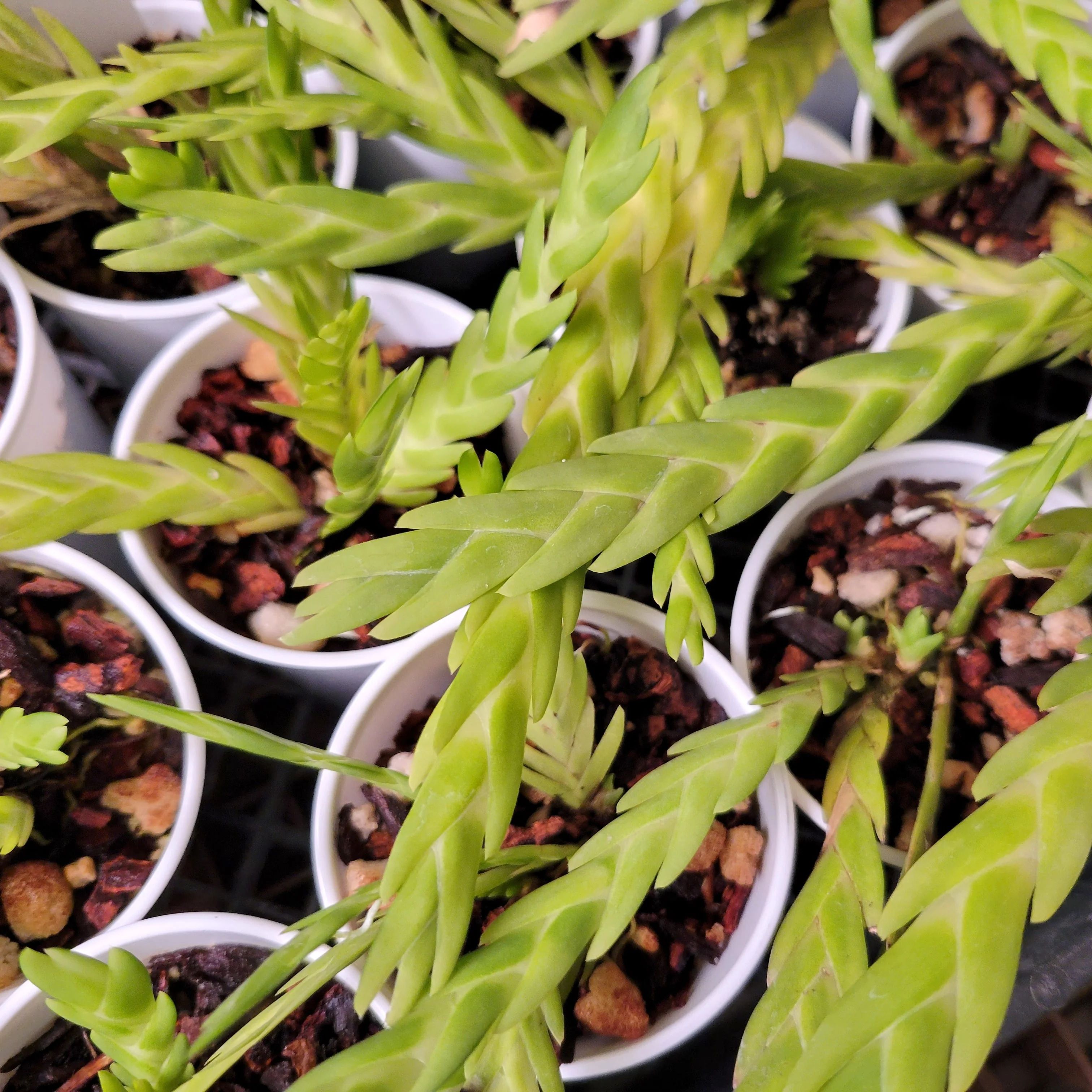 Lockhartia acuta x self - Image 3