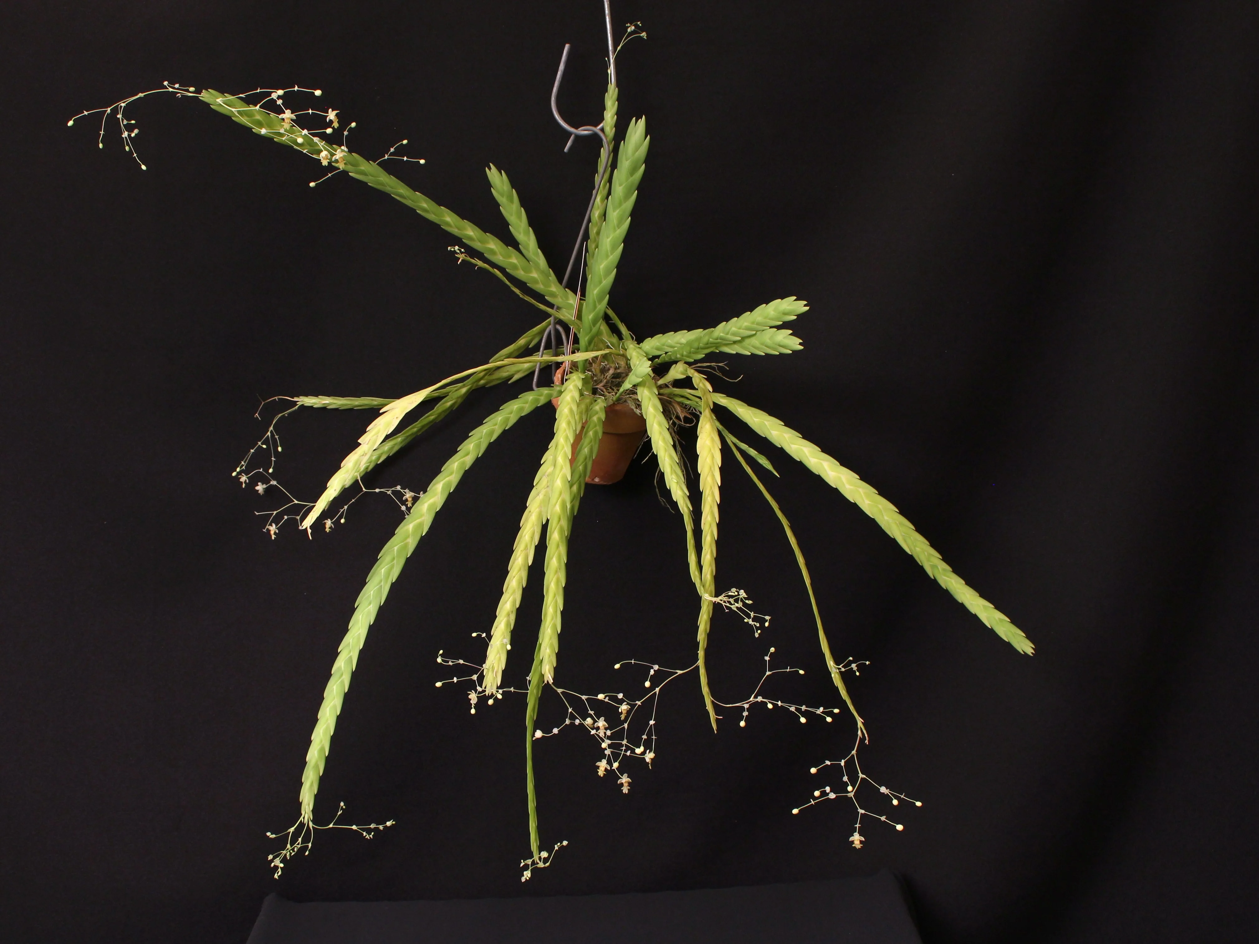 Lockhartia acuta x self - Image 5