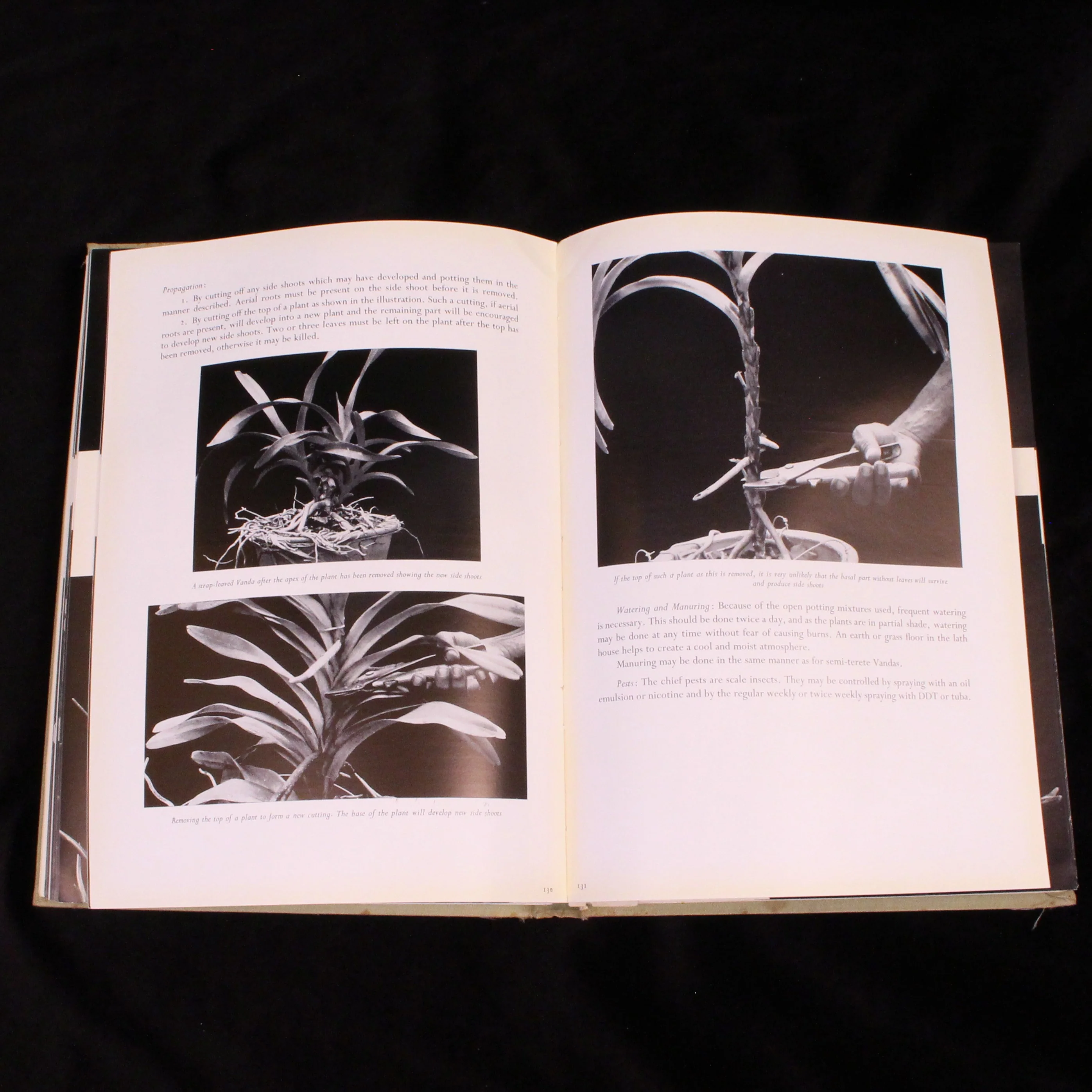 Malayan Orchid Hybrids - Image 3