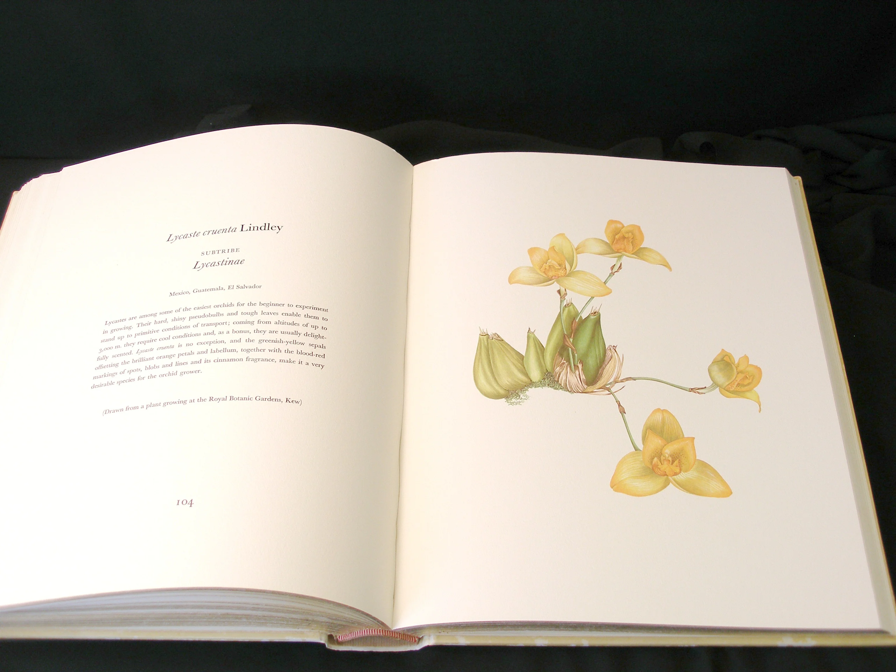 Orchidaceae- First Edition, Signed & Numbered Rare Book - Image 7