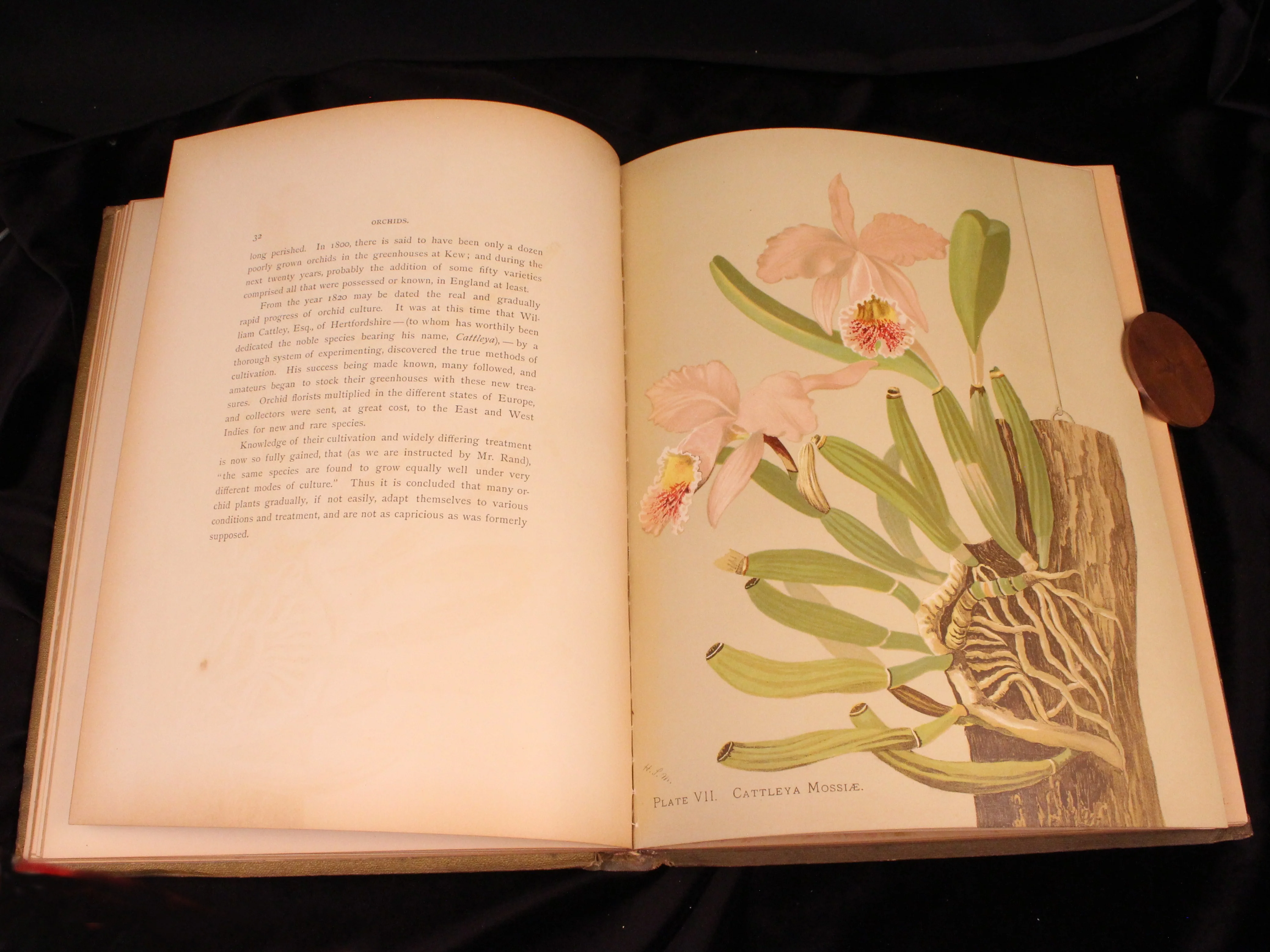 Orchids: The Royal Family of Plants - Image 3