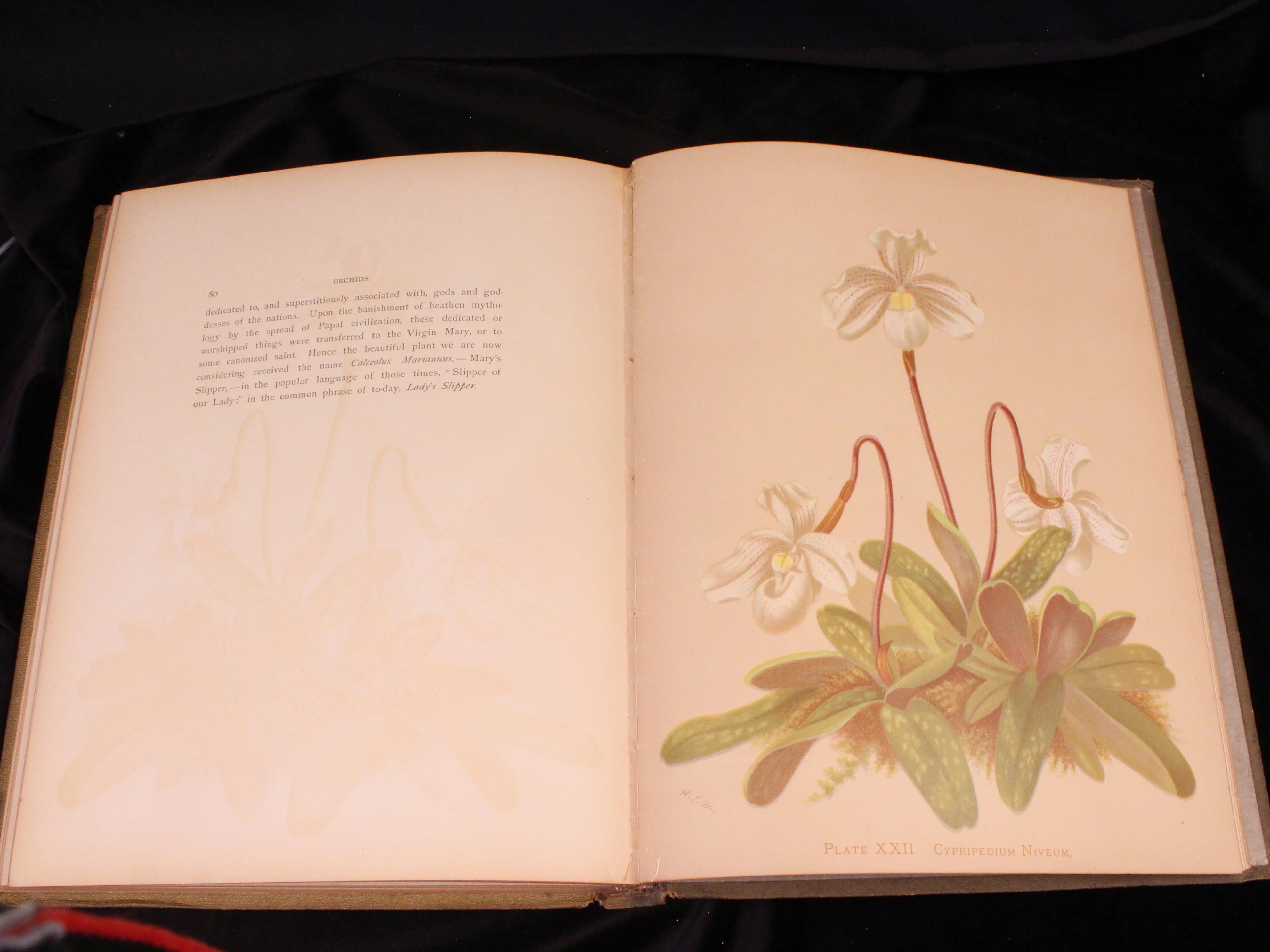 Orchids: The Royal Family of Plants - Image 6