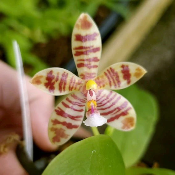 Phalaenopsis Bare-Root Bundle - Image 4