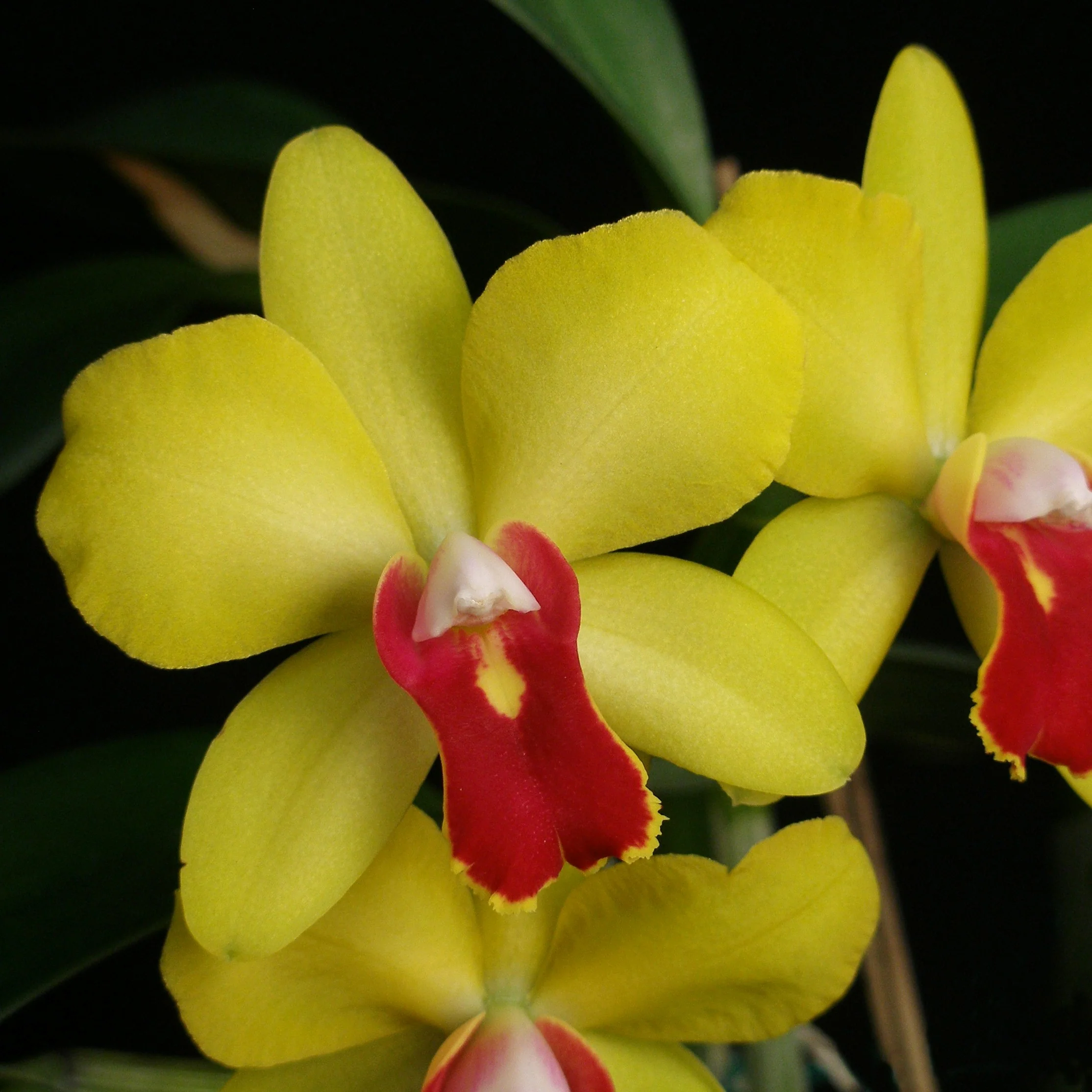 Sc. June Bug 'Cole #3' x Lc. Tammy R. Kelly ‘Newberry’ - Image 3