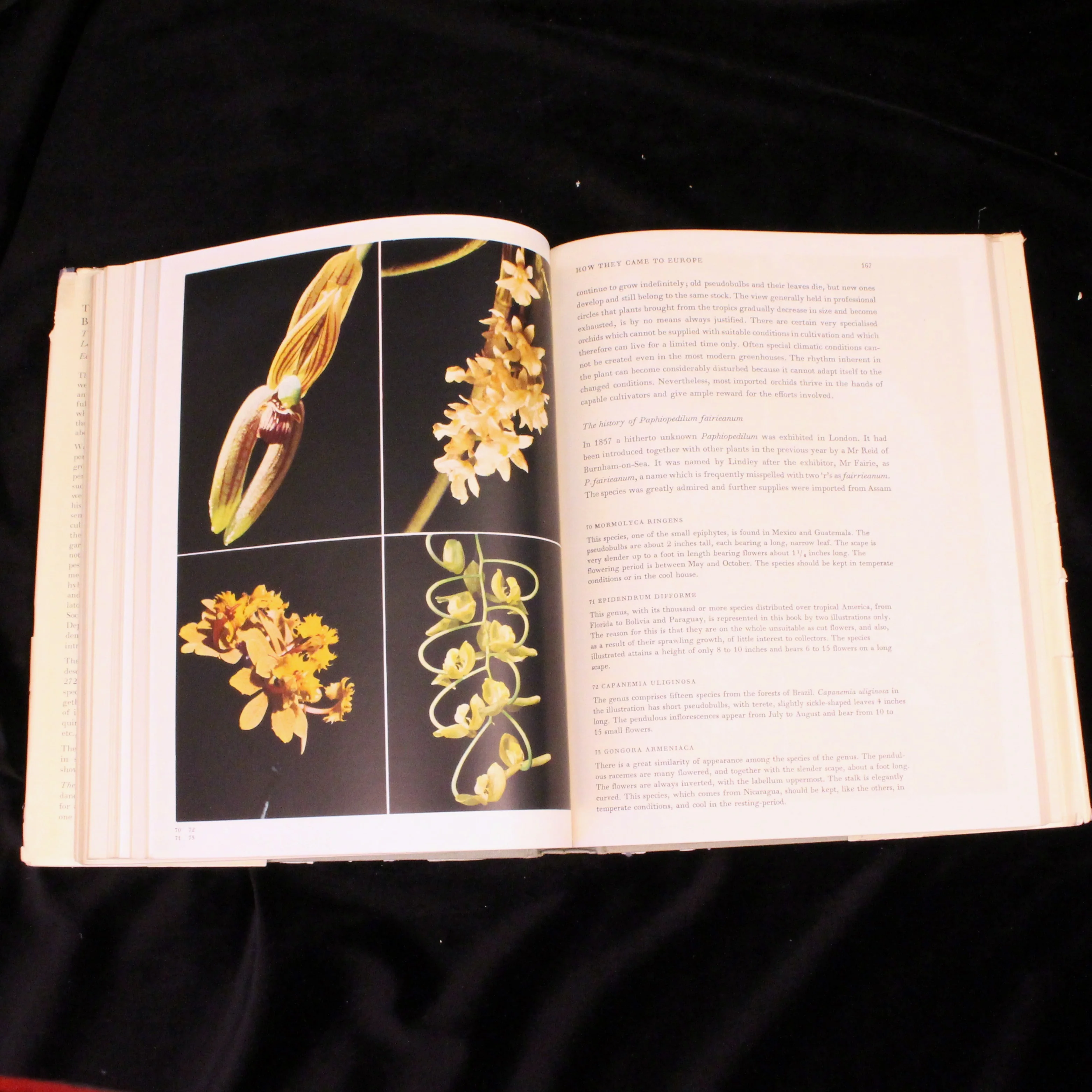 The Orchid World (First English Translation) - Image 3